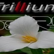 Trillium Feat Sara S3Rl Sara