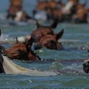 Лошади Умеют Плавать