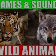 Wild Animals Name And Sound